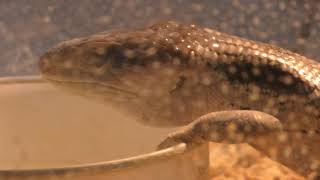 Bluetongue skink (KAMINE ZOO, Ibaraki, Japan) December 4, 2018