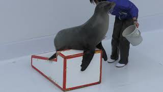 California sea lion (Kamo Aquarium, Yamagata, Japan) April 10, 2019