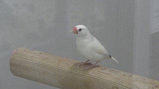 Java sparrow (Hakodate Park, Hokkaido, Japan) August 9, 2019