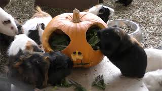Guinea pig (Komoro City Zoo, Nagano, Japan) November 4, 2018