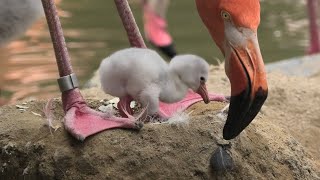 生後1日目のフラミンゴの雛 (神戸市立 王子動物園) 2020年8月4日