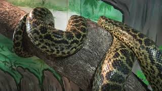 Anaconda (Metchaomoroi Zoo, Shiga, Japan) October 7, 2021