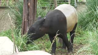Asian tapir (KOBE ANIMAL KINGDOM, Hyogo, Japan) July 14, 2023