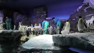 南極大陸水槽 ペンギン の 食事タイム (海遊館) 2021年10月1日