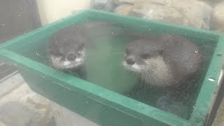 コツメカワウソ の『コト』と『クス』 (周南市徳山動物園) 2018年5月19日