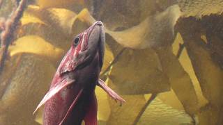 バーミリオン ロックフィッシュ (葛西臨海水族園・夜の不思議の水族園) 2018年8月16日