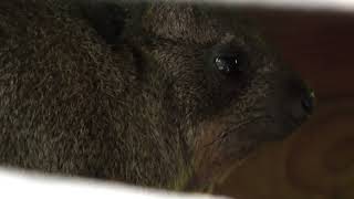 Cape Hyrax (Rakujuen, Shizuoka, Japan) July 31, 2022