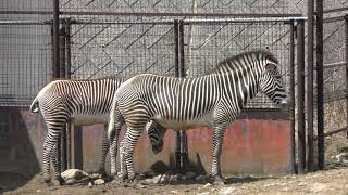 サバンナエリア (盛岡市動物公園) 2019年4月12日