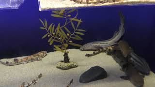 小さいサメたち (アクアワールド茨城県大洗水族館) 2017年10月21日