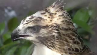 Mountain Hawk-eagle (Ueno Zoological Gardens, Tokyo, Japan) May 12, 2018