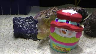 ツマジロオコゼとハダカハオコゼ (ヨコハマおもしろ水族館) 2017年12月16日