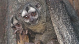 夜行性動物舎 (王子動物園) 2019年10月27日