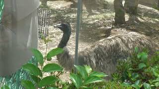 Emu (TENNOJI ZOO, Osaka, Japan) June 3, 2023