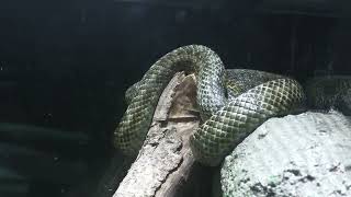 Japanese Rat Snake (Okinawa Zoo & Museum, Okinawa, Japan) July 29, 2023