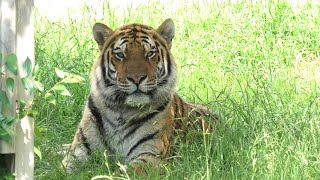 アムールトラ の『風（フウ）』 (天王寺動物園) 2021年6月25日