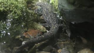 ヒダサンショウウオ (世界淡水魚園水族館 アクア・トト ぎふ) 2019年1月25日