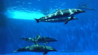 海豚ホール／海豚プール (四国水族館) 2021年8月4日