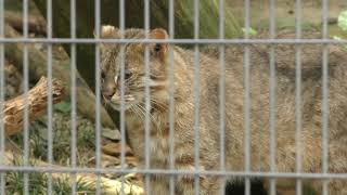 アムールヤマネコ の『つばき』 (九十九島動植物園 森きらら) 2019年4月22日