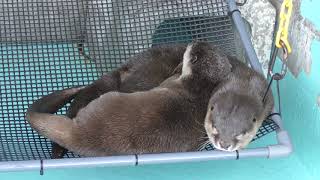 Asian short-clawed otter (Katsurahama Aquarium, Kochi, Japan) March 24, 2018