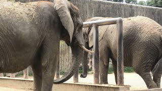 アフリカゾウ の『アイ』と『キョウコ』 (東武動物公園) 2020年9月18日