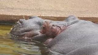Hippopotamus (Higashiyama Zoo and Botanical Gardens, Aichi, Japan) June 25, 2023