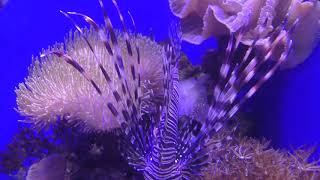 ハナミノカサゴ (沼津港深海水族館) 2018年11月23日