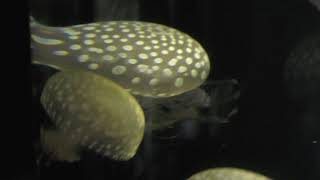 タコクラゲ (鶴岡市立 加茂水族館) 2019年4月10日