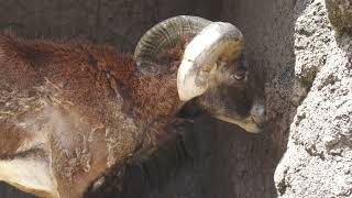 ムフロン (天王寺動物園) 2023年6月3日
