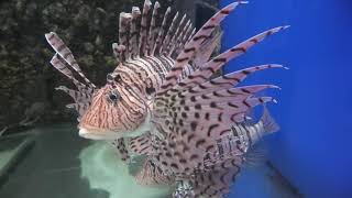 ミノカサゴ (丹後魚っ知館) 2019年11月25日