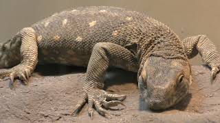 Savannah monitor (KAMINE ZOO, Ibaraki, Japan) December 4, 2018