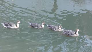 サカツラガン (多摩動物公園) 2019年1月18日