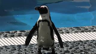 ケープペンギン の フィーディングタイム (四国水族館) 2021年8月4日