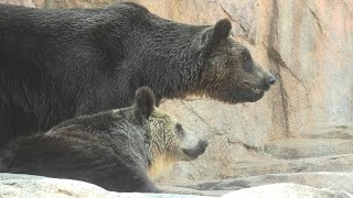 エゾヒグマ の『ロクジ』と『サトエ』 (神戸市立 王子動物園) 2020年8月4日