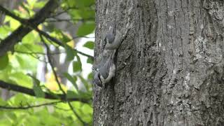 ゴジュウカラ (北海道網走市) 2019年6月28日