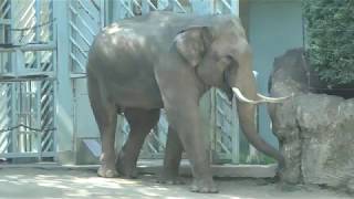 Asian elephant (Ueno Zoological Gardens, Tokyo, Japan) October 1, 2017