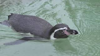 Humboldt penguin (KAMINE ZOO, Ibaraki, Japan) October 21, 2017