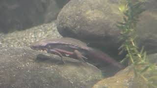 水田や用水路の生きもの (世界淡水魚園水族館 アクア・トト ぎふ) 2019年1月25日