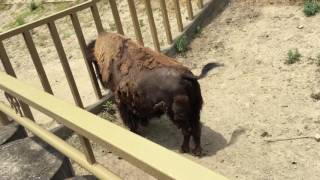 American bison (TOBU ZOO, Saitama, Japan) June 11, 2017