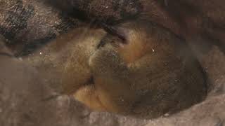 Kinkajou (Metchaomoroi Zoo, Shiga, Japan) October 7, 2021