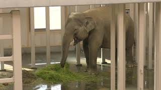 パスタのように草を食べるゾウ (周南市 徳山動物園) 2019年4月26日