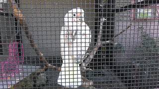 Tanimbar corella (Wanpark Kochi Animal Land, Kochi, Japan) March 24, 2018