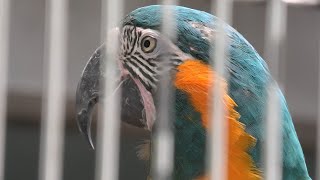 アオキコンゴウインコ (東山動植物園) 2021年7月22日