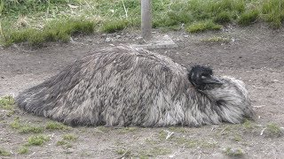 エミュー (天王寺動物園) 2019年3月31日