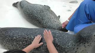 アザラシのふれあいタイム (越前松島水族館) 2019年8月19日