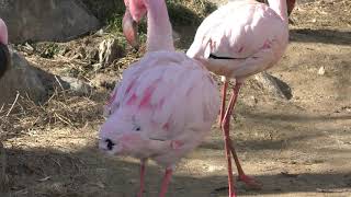 オオフラミンゴ と コフラミンゴ (飯田市立動物園) 2019年1月19日