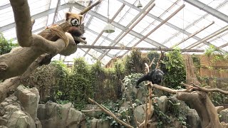 Lesser panda & Binturong (KOBE ANIMAL KINGDOM, Hyogo, Japan) April 23, 2021