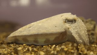 コウイカ の あかちゃん (四国水族館) 2021年8月4日