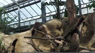 Asian short-clawed otter (KOBE ANIMAL KINGDOM, Hyogo, Japan) October 24, 2021