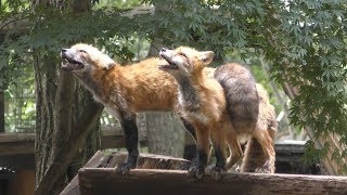 Feeding spot (Zao Fox Village, Miyagi, Japan) August 13, 2019