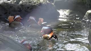 水鳥舎 (足羽山公園遊園地) 2019年11月1日